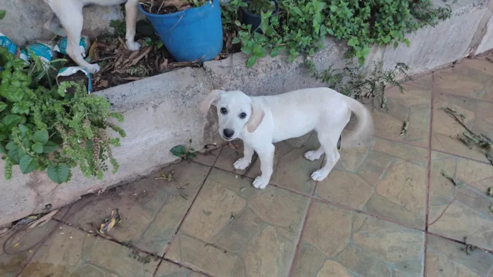 Cachorro ra a SRD-ViraLata idade 2 a 6 meses nome Atena e Diana (nome provisório)