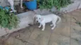 Atena e Diana (nome provisório)