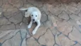 Atena e Diana (nome provisório)
