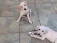 Atena e Diana (nome provisório)