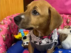 Cachorro raça SRD-ViraLata idade 2 a 6 meses nome Amy
