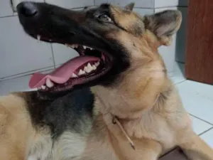 Cachorro raça Pastor Alemão idade 2 anos nome Medusa 