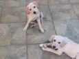 Atena e Diana (nome provisório)