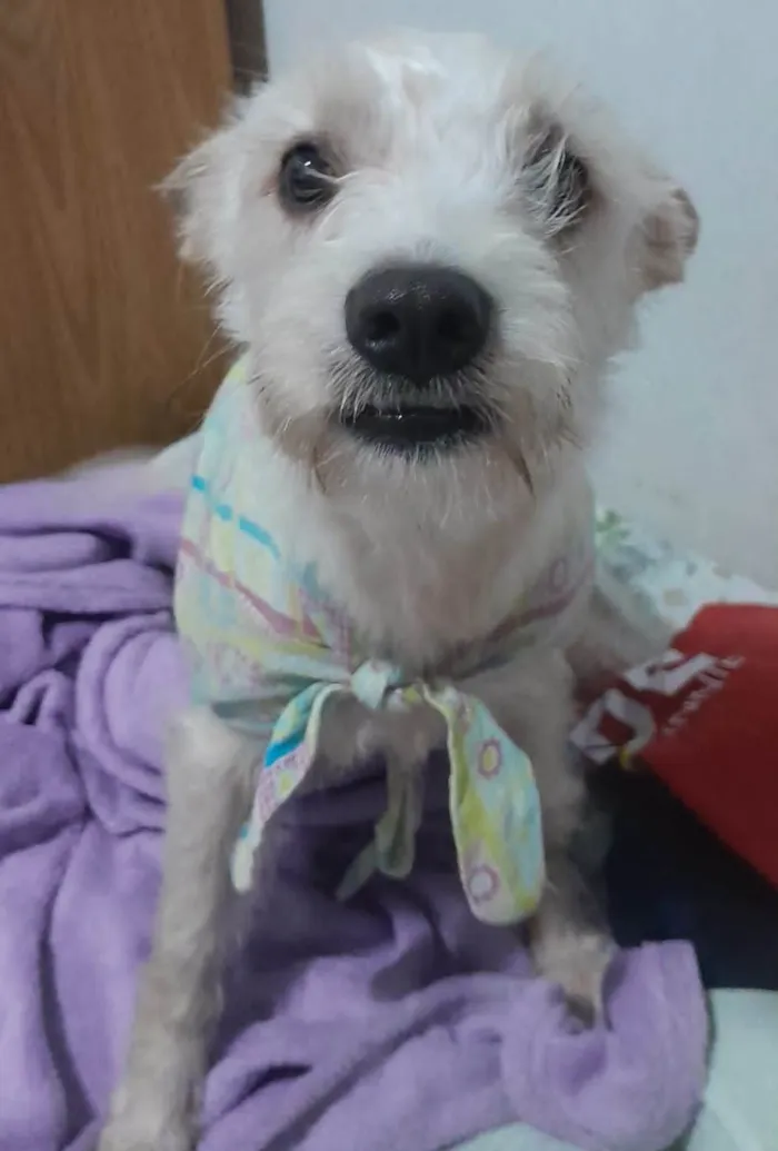 Cachorro ra a SRD-ViraLata idade 2 anos nome Luna