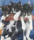 Gatinhos
