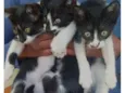 Gatinhos