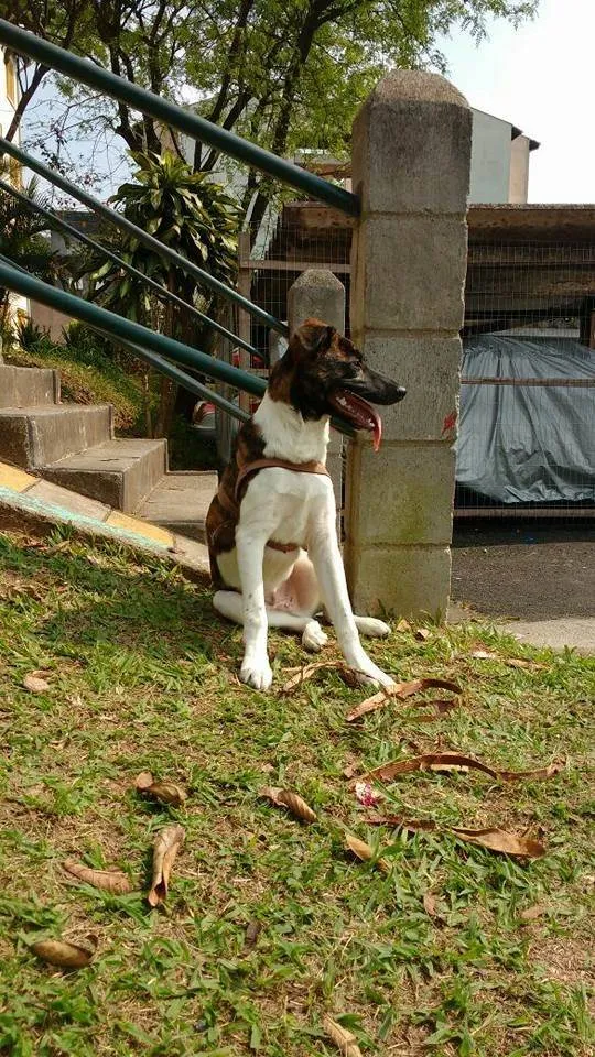 Cachorro ra a SRD-ViraLata idade 6 ou mais anos nome Rufus