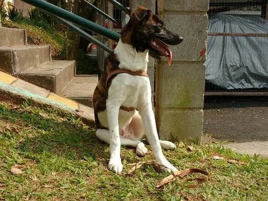 Cachorro ra a SRD-ViraLata idade 6 ou mais anos nome Rufus