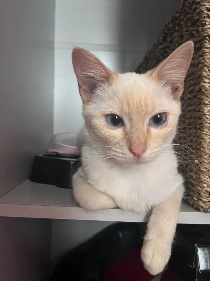 Gato ra a Srd idade 2 a 6 meses nome Leticia