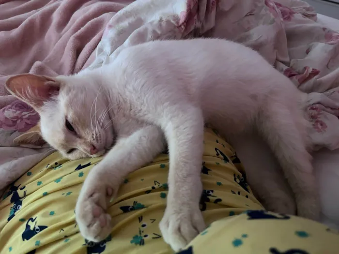 Gato ra a Srd idade 2 a 6 meses nome Leticia