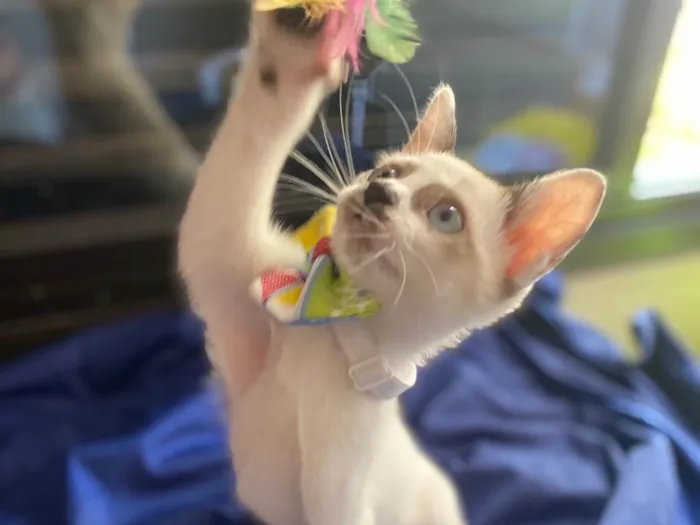 Gato ra a Srd idade Abaixo de 2 meses nome Carlos Eduardo