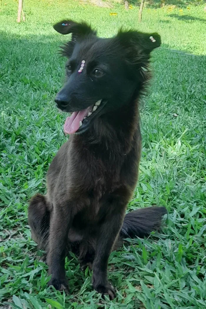 Cachorro ra a SRD-ViraLata idade 1 ano nome Amora