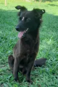 Amora