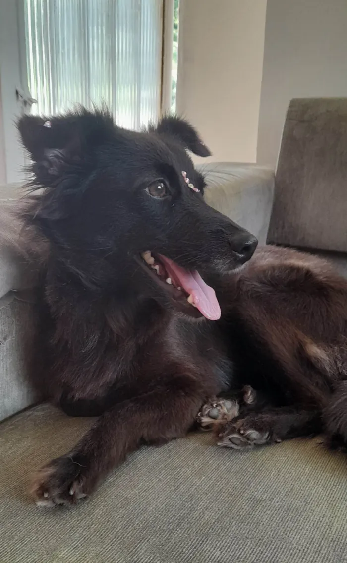 Cachorro ra a SRD-ViraLata idade 1 ano nome Amora