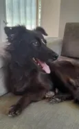 Amora
