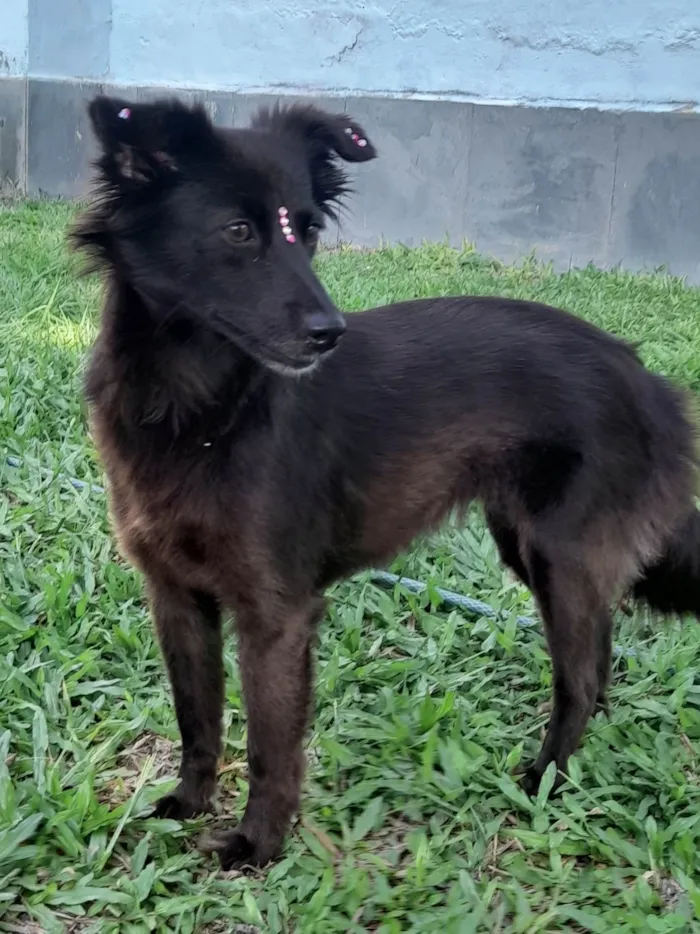 Cachorro ra a SRD-ViraLata idade 1 ano nome Amora