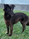 Amora