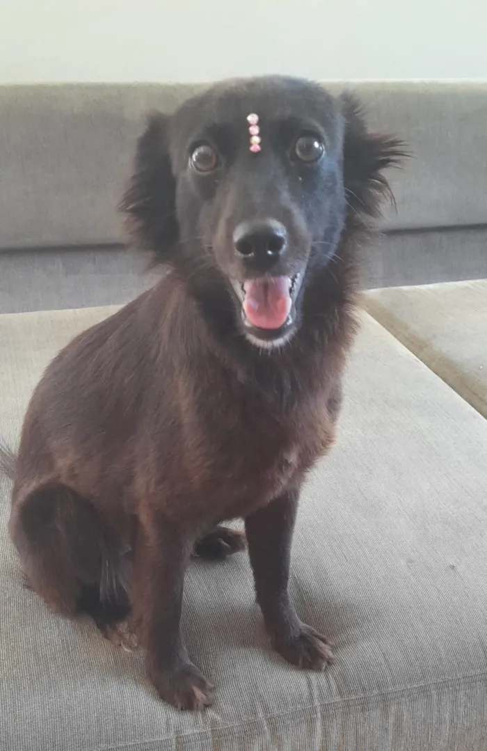 Cachorro ra a SRD-ViraLata idade 1 ano nome Amora
