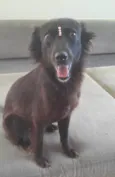 Amora