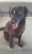 Amora
