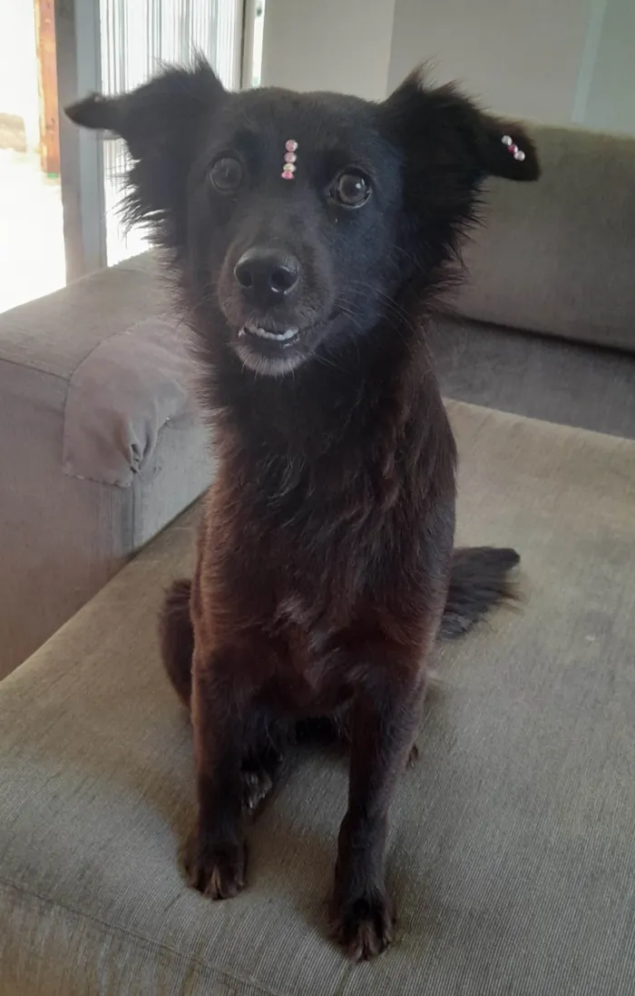 Cachorro ra a SRD-ViraLata idade 1 ano nome Amora