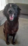 Amora