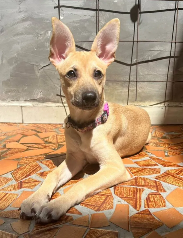 Cachorro ra a SRD-ViraLata idade 2 a 6 meses nome Athena