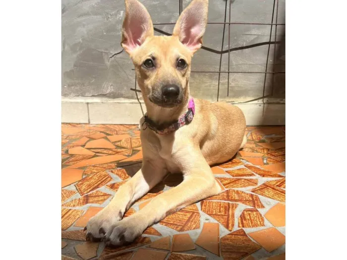Cachorro ra a SRD-ViraLata idade 2 a 6 meses nome Athena