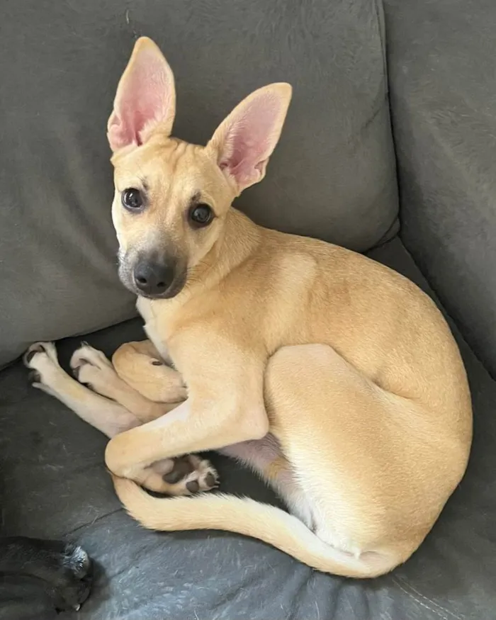 Cachorro ra a SRD-ViraLata idade 2 a 6 meses nome Athena