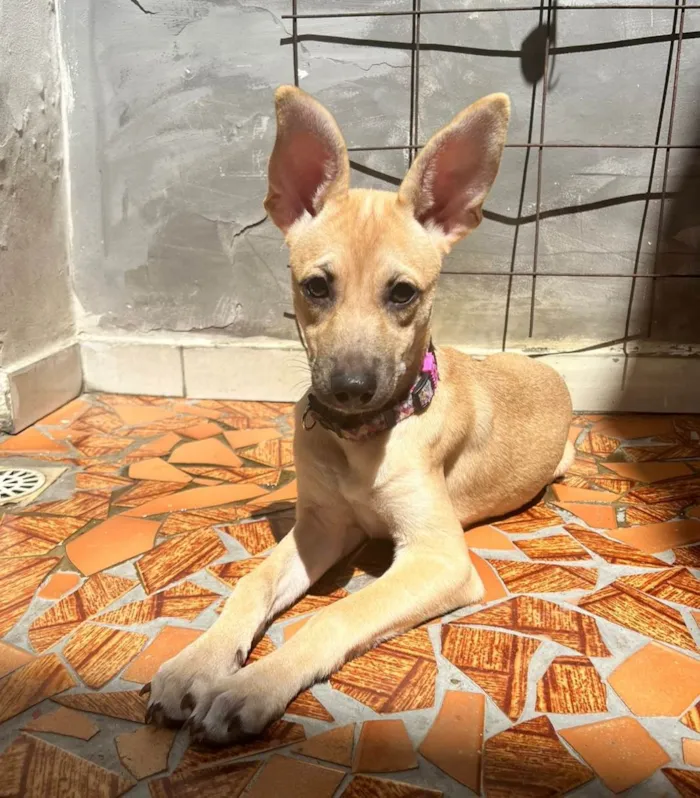 Cachorro ra a SRD-ViraLata idade 2 a 6 meses nome Athena