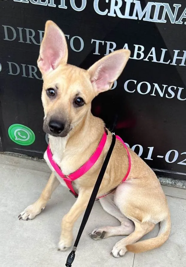 Cachorro ra a SRD-ViraLata idade 2 a 6 meses nome Athena
