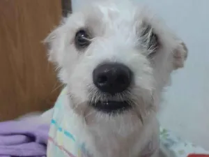 Cachorro raça SRD-ViraLata idade 2 anos nome Luna