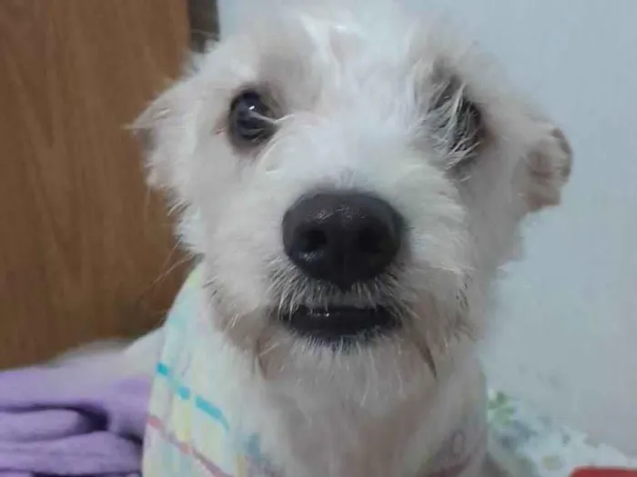 Cachorro ra a SRD-ViraLata idade 2 anos nome Luna