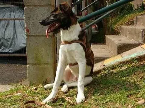 Cachorro ra a SRD-ViraLata idade 6 ou mais anos nome Rufus