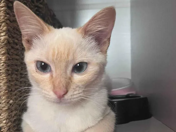 Gato ra a Srd idade 2 a 6 meses nome Leticia