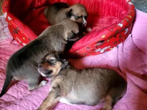Cachorro raça SRD-ViraLata idade 2 a 6 meses nome Filhotes
