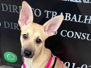 Cachorro raça SRD-ViraLata idade 2 a 6 meses nome Athena