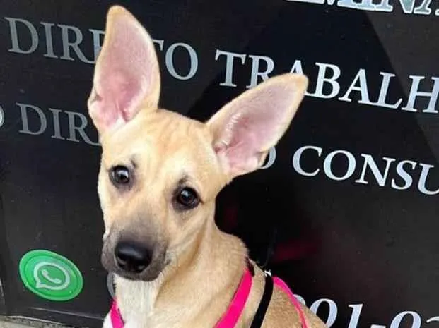Cachorro ra a SRD-ViraLata idade 2 a 6 meses nome Athena