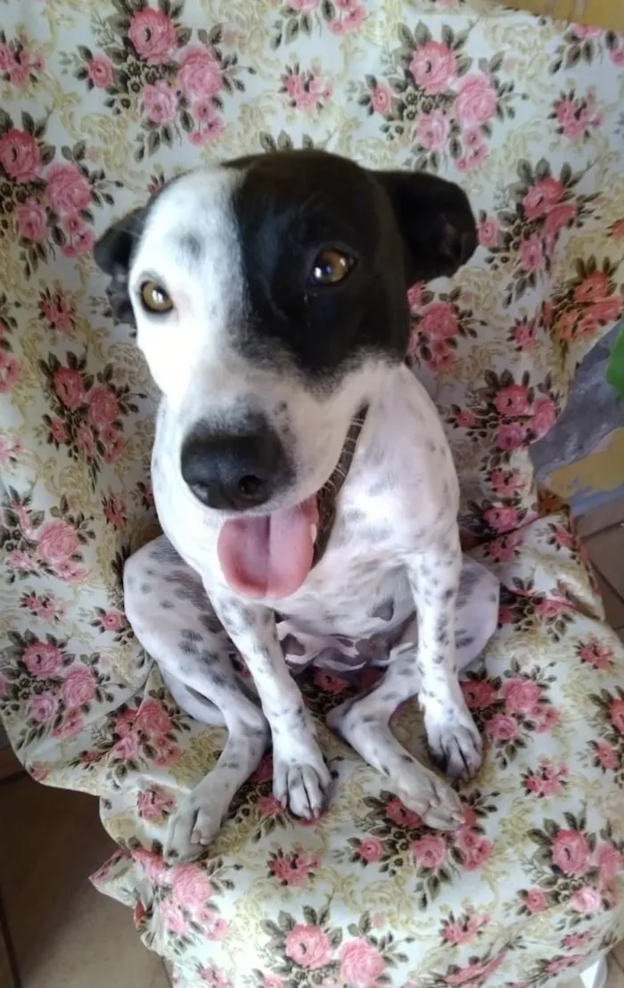 Cachorro ra a SRD-ViraLata idade 2 anos nome Preciosa