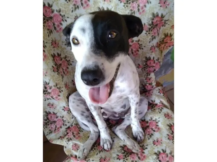 Cachorro ra a SRD-ViraLata idade 2 anos nome Preciosa