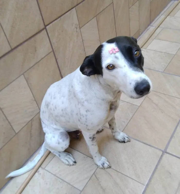 Cachorro ra a SRD-ViraLata idade 2 anos nome Preciosa