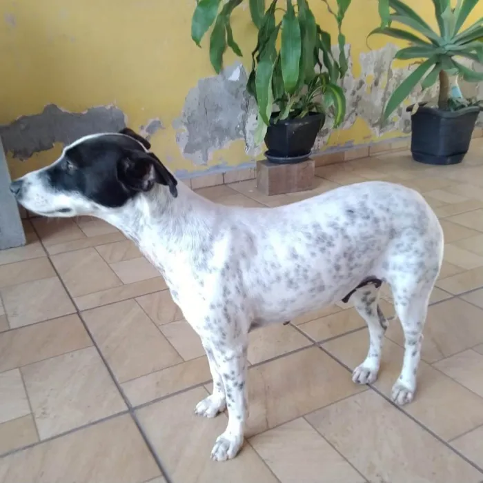 Cachorro ra a SRD-ViraLata idade 2 anos nome Preciosa
