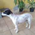 Preciosa