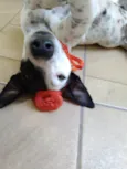 Preciosa