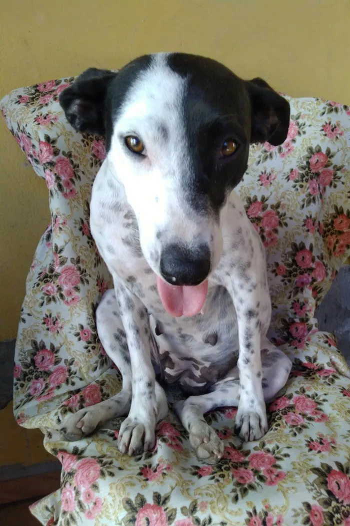 Cachorro ra a SRD-ViraLata idade 2 anos nome Preciosa