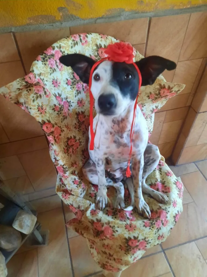 Cachorro ra a SRD-ViraLata idade 2 anos nome Preciosa