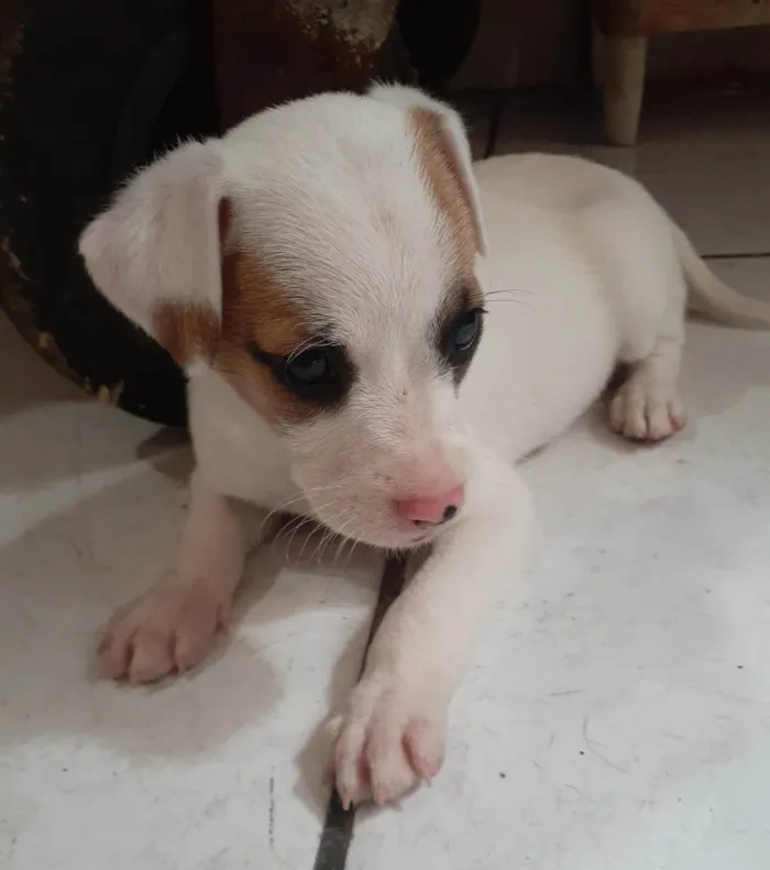 Cachorro ra a SRD-ViraLata idade Abaixo de 2 meses nome Filhotes 2 meses