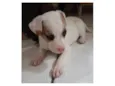 Filhotes 2 meses