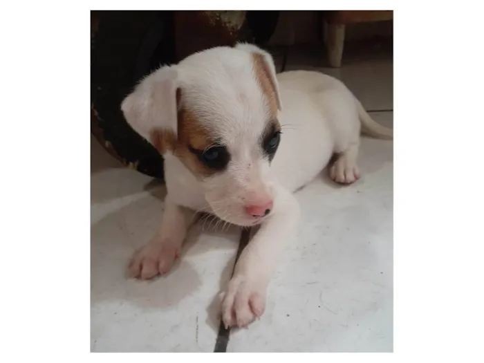 Cachorro ra a SRD-ViraLata idade Abaixo de 2 meses nome Filhotes 2 meses