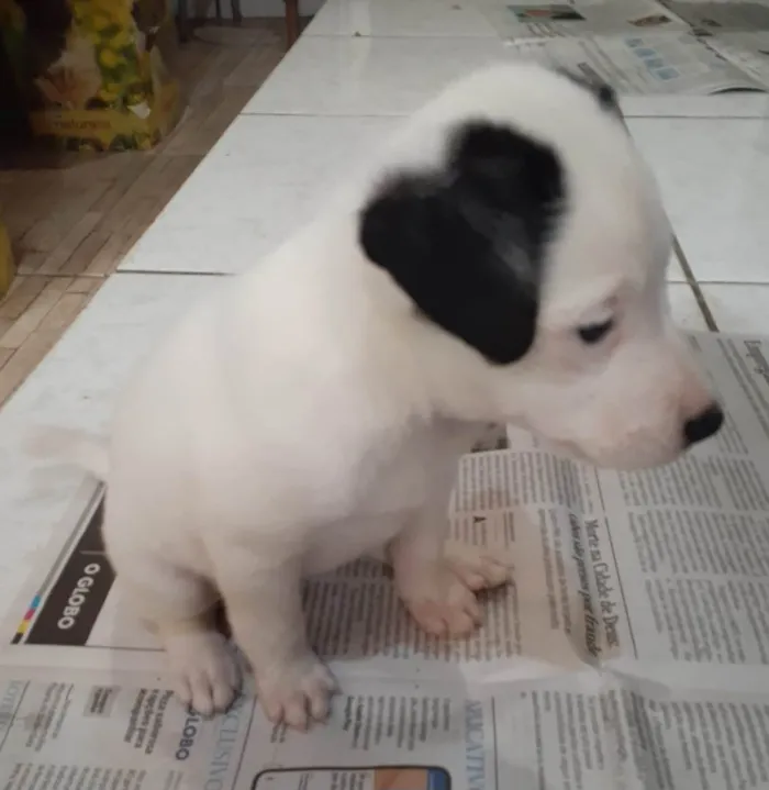 Cachorro ra a SRD-ViraLata idade Abaixo de 2 meses nome Filhotes 2 meses